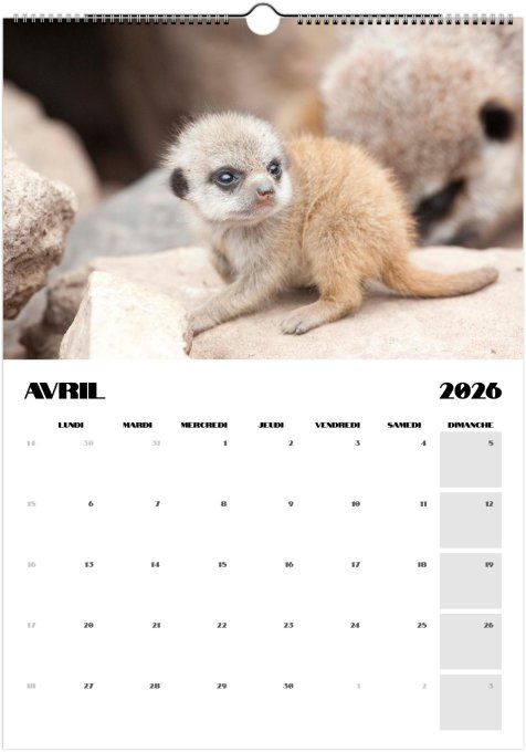 Calendrier 2026 - Bébés animaux 